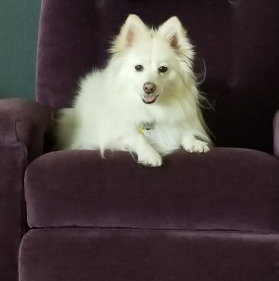 pomskylover